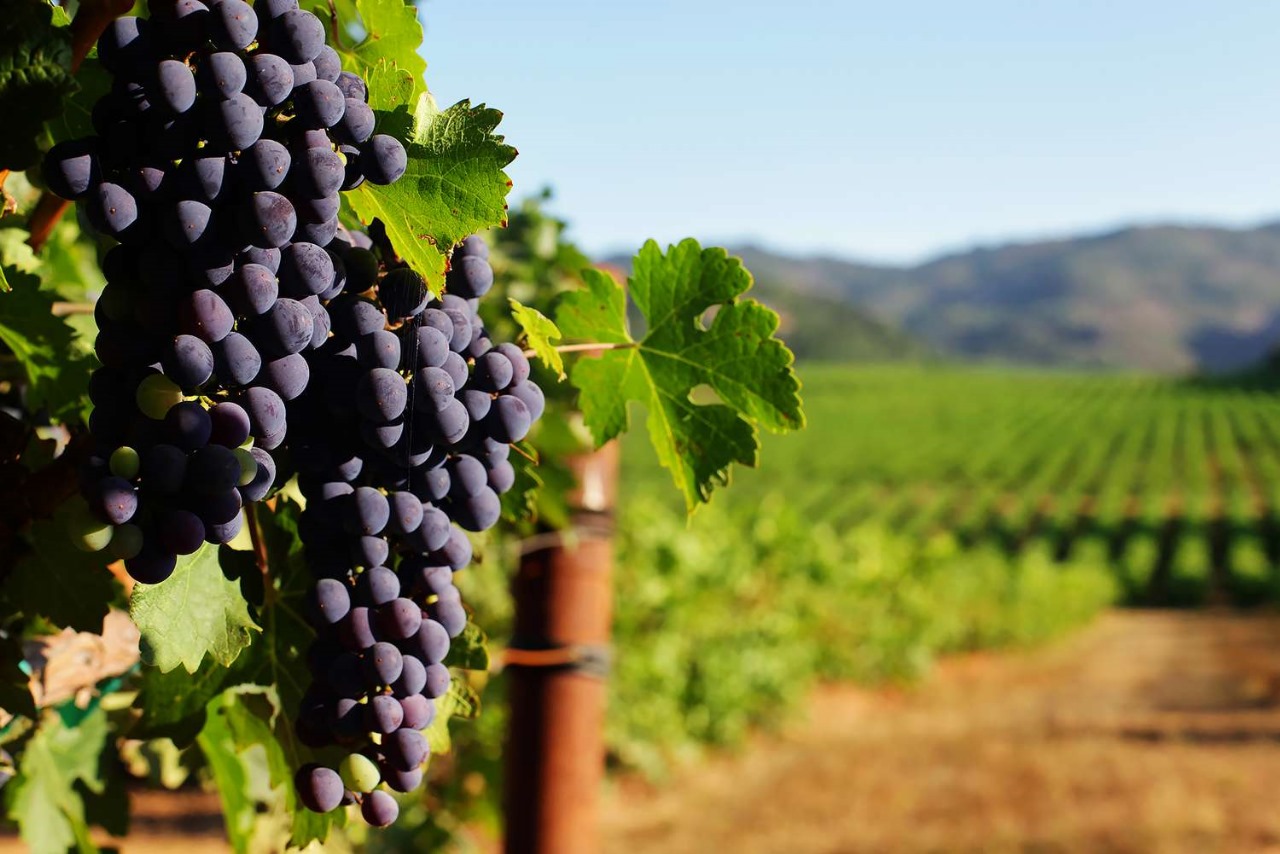 Sonoma Winery Tour